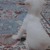سگ‌ مالتیپو نر سفید برفی ناز چهار ماهه