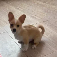 واگذارسگ میکس پامر و روباهی وارداتی سوئدی .ارومیه