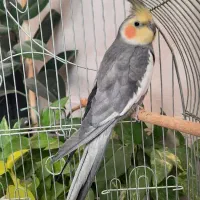 عروس هلندی مولد