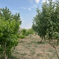 قواره باغی (آبشینه-املاک آروان)|فروش زمین و ملک کلنگی|همدان, |دیوار