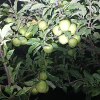 فروش-یک-هکتارو-سه-هزارمتر-باغ-سیب-زرد