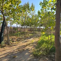 برجاده گنبد مینودشت زمین باغ|فروش زمین و ملک کلنگی|مینودشت, |دیوار