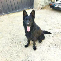 سگ ژرمن بلک و قهوه ای