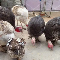 بوقلمون نر و ماده|حیوانات مزرعه|ایذه, |دیوار