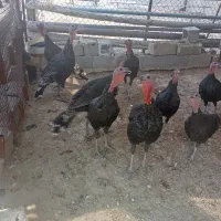 فروش بوقلمون نر و ماده|پرنده|شیراز, برمشور علیا|دیوار