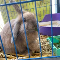 واگذاری خرگوش|موش و خرگوش|کرج, عظیمیه|دیوار