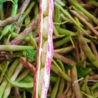 پاک کردن باقالی ،سبزی.‌