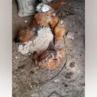 ۲۰۰۰۰۰۰۰|حیوانات مزرعه|فیرورق, |دیوار