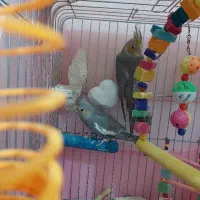 نر ماده ۶ ماهه