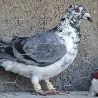 قره کرمونی .بزک|پرنده|کاشان, شهرک صنعتی امیرکبیر ۲|دیوار