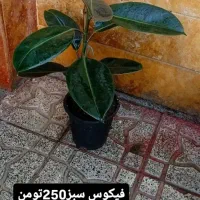 گیاهان آپارتمانی|گل و گیاه طبیعی|اردبیل, |دیوار