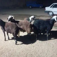 بره قوچ|حیوانات مزرعه|فرمهین, |دیوار