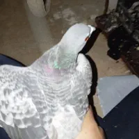 6کببوتر یا معامله|پرنده|دالاهو, |دیوار