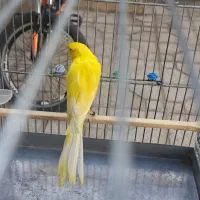 قناری رسمی بلند