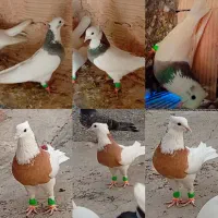 طوقی به شرط