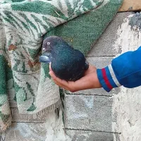 کفتر|پرنده|رامهرمز, |دیوار