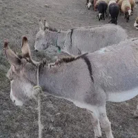 قیمت توافقی