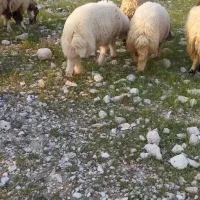 قصابی گوشت بره ترجک