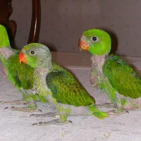 معاوضه سگ با ملنگو