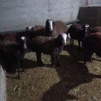 میش بره نر و ماده|حیوانات مزرعه|تنکمان, |دیوار