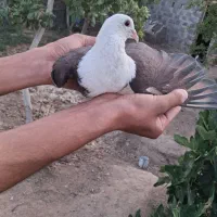 کفتر|پرنده|فردوس (خراسان), |دیوار