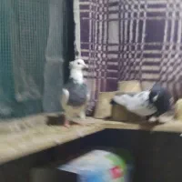 کبوتر طوقی|پرنده|مبارکه, |دیوار