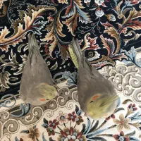 فروش عروس هلندی