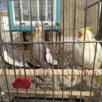 عروس هلندی|پرنده|کبودرآهنگ, |دیوار