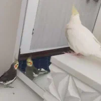 عروس هلندی نر و ماده