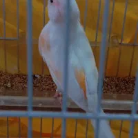 قناری ماده سفید لیمویی خیلی زیبا|پرنده|اسلام‌شهر, مظفریه|دیوار