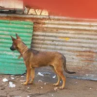 توله مالینویز نر سرابی ژرمن هاسکی خراسانی