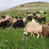 40راس بزغاله بفروش می رسد