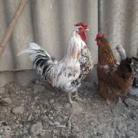 خروس گلین لری اصیل چهل تاج کیفیت بالا|حیوانات مزرعه|اصفهان, خرم|دیوار