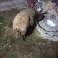 گوسفند ابستن سنگین فروش فوری|حیوانات مزرعه|ساری, |دیوار