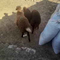 بره نر ریز|حیوانات مزرعه|نیشابور, مازول|دیوار