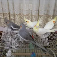 پرنده عروس هلندی