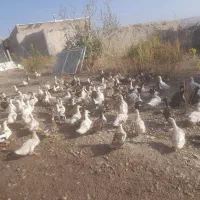 اردک نر وماده|حیوانات مزرعه|شاهین دژ, |دیوار