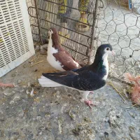 کبوتر|پرنده|کنگاور, |دیوار