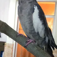 عروس هلندی|پرنده|شهریار, شهرک وائین|دیوار