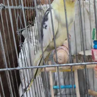 عروس هلندی جفت نر و ماده