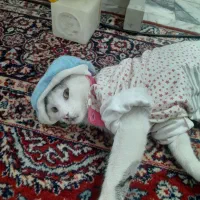 گربه|گربه|چهارباغ, |دیوار