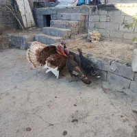 بوقلمون|پرنده|سرعین, |دیوار