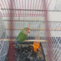 یک عددطوطی برزیلی|پرنده|لردگان, |دیوار