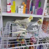 عروس هلندی نر و ماده