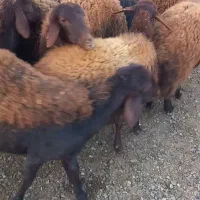 میش داشتی جوان اوست سنگین