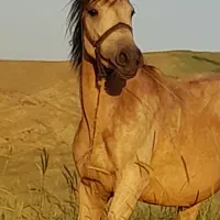 اسب مادیان صمند