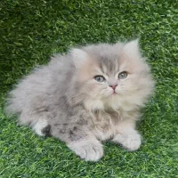 فروشگاه گربه های اصیل ( پرشین بریتیش اسکاتیش )|گربه|مشهد, سجاد شهر|دیوار