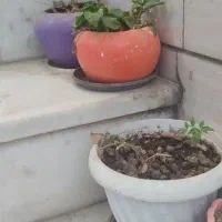 فروش چند عدد گلدان رنگی و سفالی و پلاستیکی تمیز