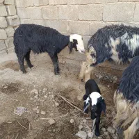 گوسفند