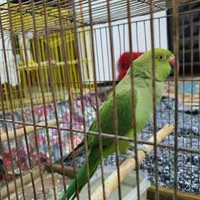 طوطی ملنگو|پرنده|سمنان, |دیوار